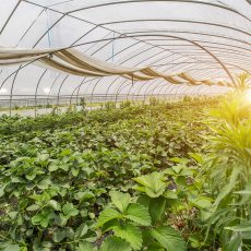 How to look at greenhouses’ popular application today